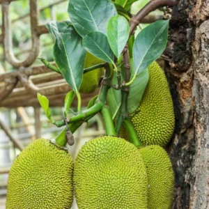Jackfruit Live Plant - 7-10 Inch Tropical Fruit Tree - Outdoor Ready