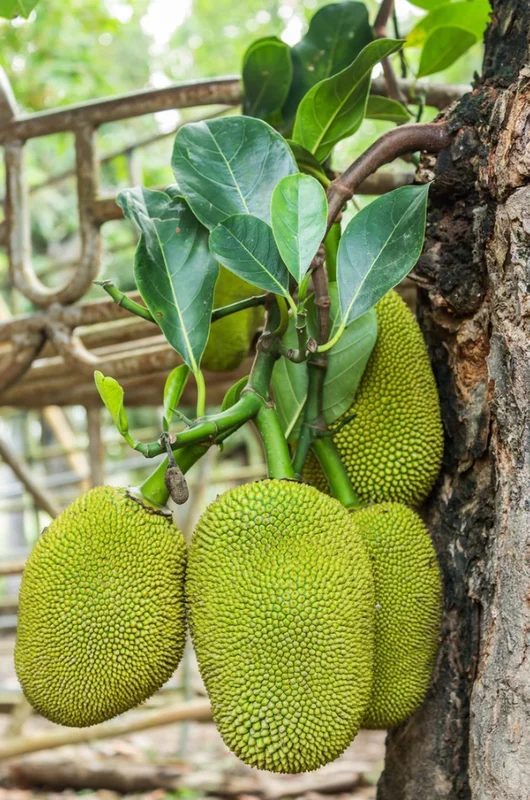 Jackfruit Live Plant - 7-10 Inch Tropical Fruit Tree - Outdoor Ready