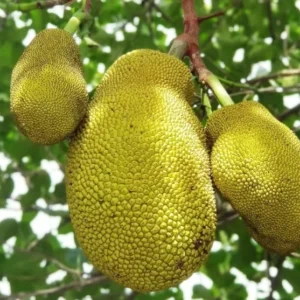 Jackfruit Live Plant - 7-10 Inch Tropical Fruit Tree - Outdoor Ready