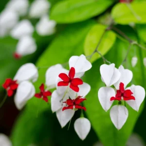 Clerodendrum Plant Live Well-Rooted Tropical Plant 5-9 inch Tall