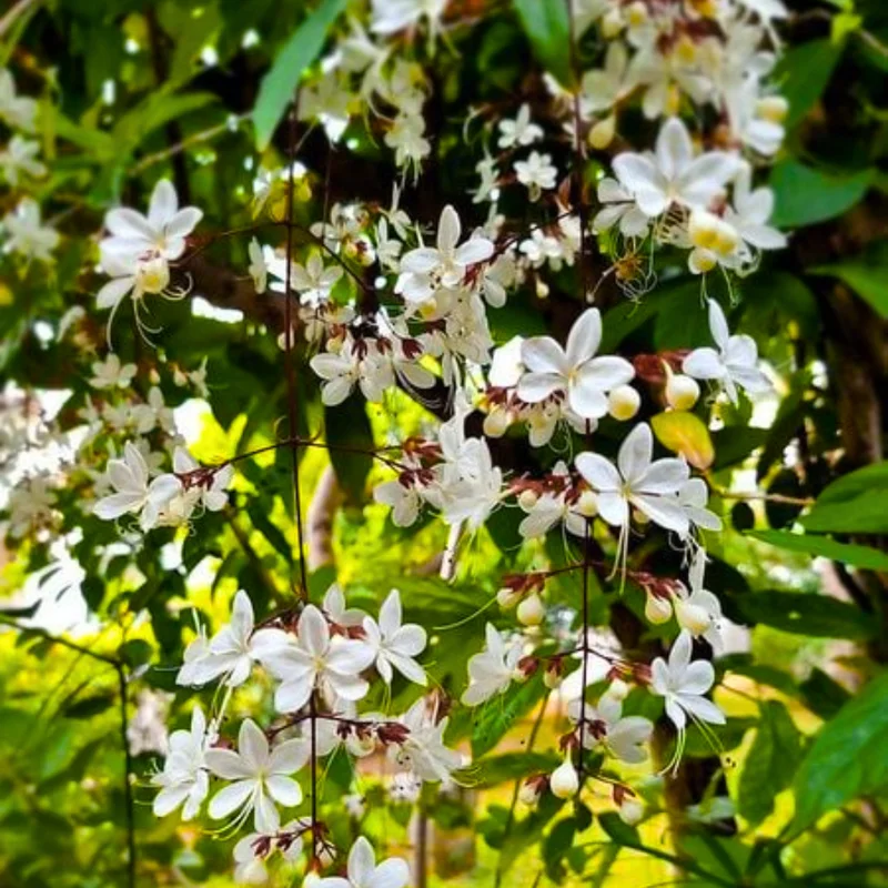 Clerodendrum Plant Live Well-Rooted Tropical Plant 5-9 inch Tall