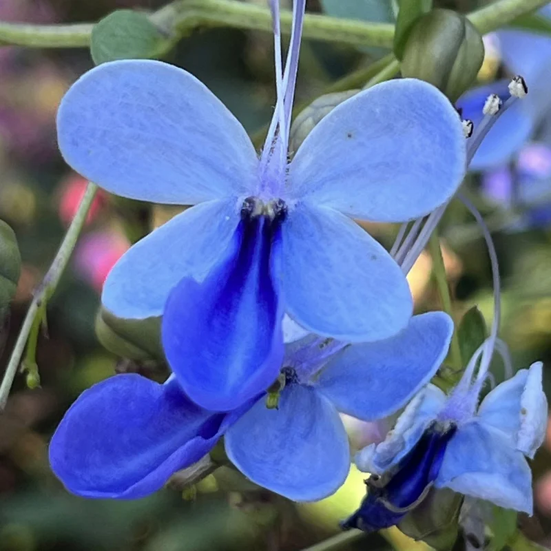 Clerodendrum Plant Live Well-Rooted Tropical Plant 5-9 inch Tall