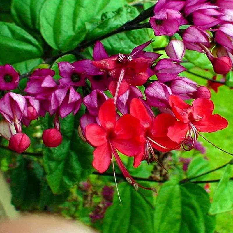 Clerodendrum Plant Live Well-Rooted Tropical Plant 5-9 inch Tall