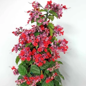 Clerodendrum Plants - 2 Live Assorted Blooms, 5-9 Inch Tall