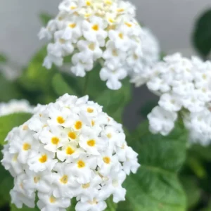 Lantana Live Plants Perennial Trees 5-10in Tall Colorful Fragrant Blooms Full Sun