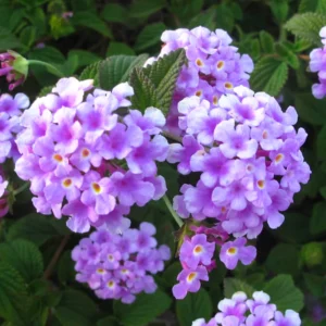 Lantana Live Plants Perennial Trees 5-10in Tall Colorful Fragrant Blooms Full Sun