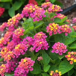 Lantana Live Plants Perennial Trees 5-10in Tall Colorful Fragrant Blooms Full Sun