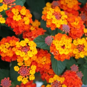 Lantana Live Plants Perennial Trees 5-10in Tall Colorful Fragrant Blooms Full Sun