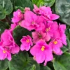 African Violet Live Plant - 4 Inch Potted Blooming Houseplant Indoor/Outdoor Holiday Violet