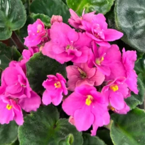 African Violet Live Plant - 4 Inch Potted Blooming Houseplant Indoor/Outdoor Holiday Violet