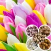 20 Tulip Bulbs for Fall Planting, Large Top Size Tulip Bulbs By Hardiness Zones 3-11, Cold Hardy, Mixed Tulip Color for Gardens, Borders or Flowerbeds