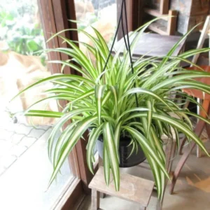 Curly Spider Plant Set - 2 Live Variegated Houseplants 3-5 Inches