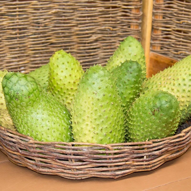 Soursop Plant Live - Guanabana Tree Sapling - 5-8 Inches - Tropical Fruit Tree for Gardening Outdoor