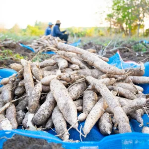 Cassava Plant Cuttings - 5 Live Planting Stalks, 6-8 Inches