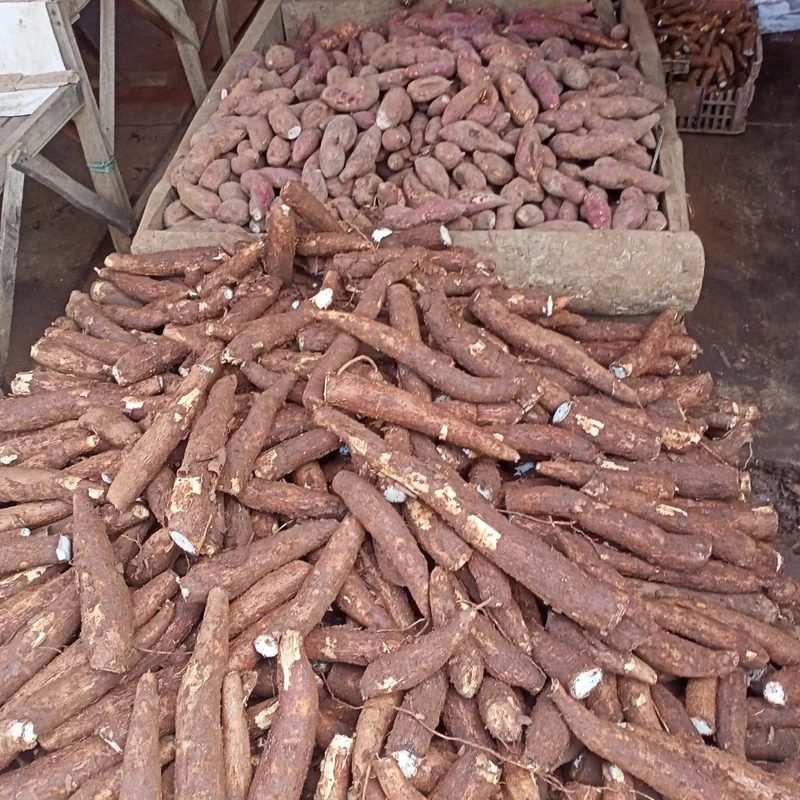 Cassava Plant Cuttings - 5 Live Planting Stalks, 6-8 Inches