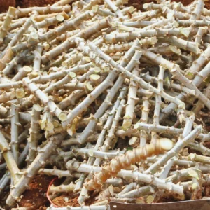 Cassava Cuttings for Planting - 10 Live Cuttings - 6-9 Inches - Grow Indoor/Outdoor