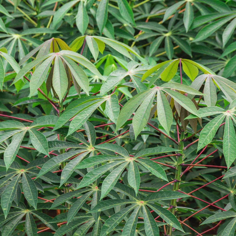Cassava Cuttings for Planting - 10 Live Cuttings - 6-9 Inches - Grow Indoor/Outdoor