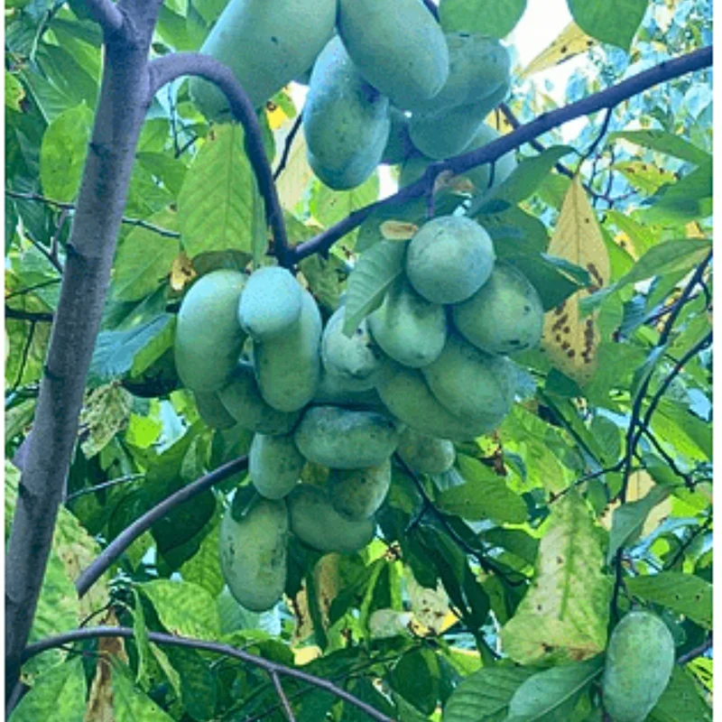 Pawpaw Tree Live Plant 6-12 Inches Tall - Paw Paw Growing Plant