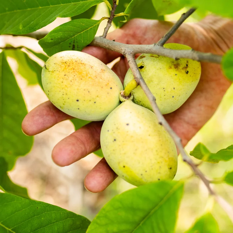 Pawpaw Tree Live Plant Set - 6-10 Inch Paw Paw Plant for Gardening Outdoor