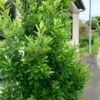 Laurus Nobilis Bay Laurel Tree Live Plant 5-7 Inches Gardening Sweet Bay Leaf