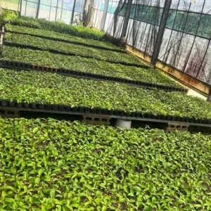 Laurus Nobilis Bay Laurel Tree Live Plant 5-7 Inches Gardening Sweet Bay Leaf