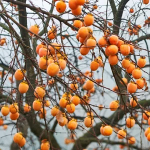 Persimmon Tree Live Plant Cold Hardy 6-12 Inches