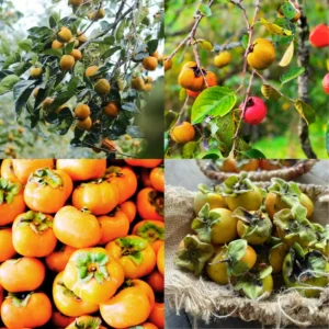 Persimmon Tree Live Plant Cold Hardy 6-12 Inches