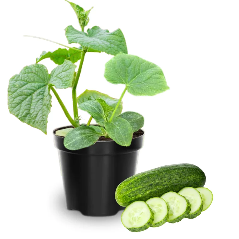 Live Cucumber Plants - Set of 2 Green Vegetable Plants 4-6 Inches