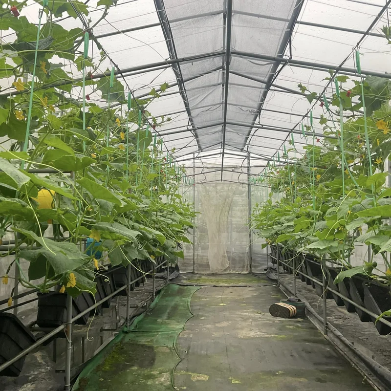 Live Cucumber Plants - Set of 2 Green Vegetable Plants 4-6 Inches