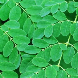 Dwarf Moringa Tree Plant Live - 1 to 2 Feet - Indoor/Outdoor