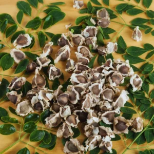 Dwarf Moringa Tree Plant Live - 1 to 2 Feet - Indoor/Outdoor