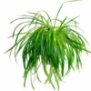 Green Curly Spider Plant Live Houseplant - 4 Inch Potted Vine