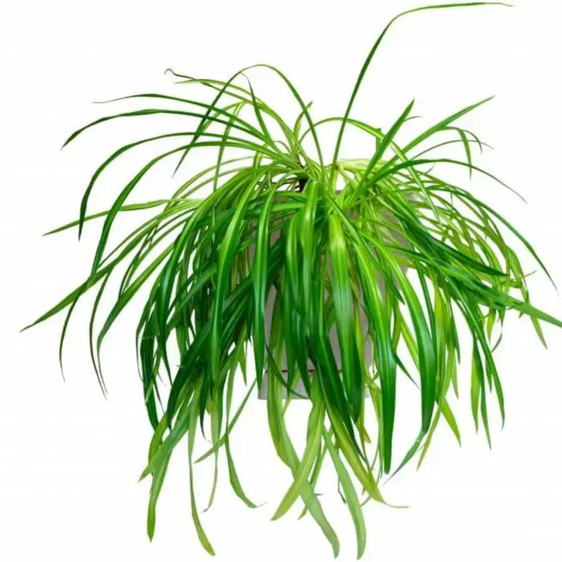 Green Curly Spider Plant Live Houseplant - 4 Inch Potted Vine