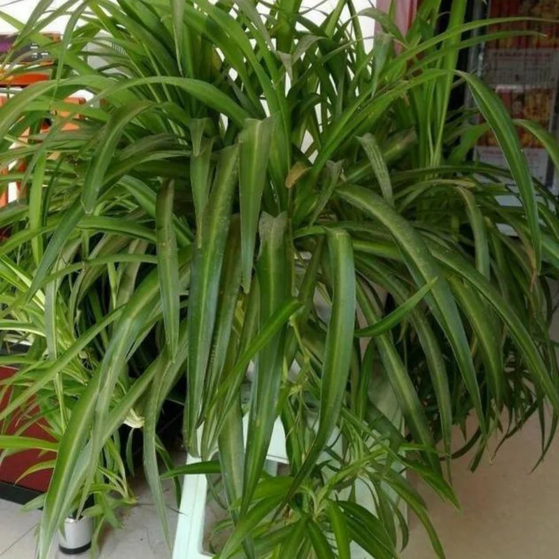 Green Curly Spider Plant Live Houseplant - 4 Inch Potted Vine