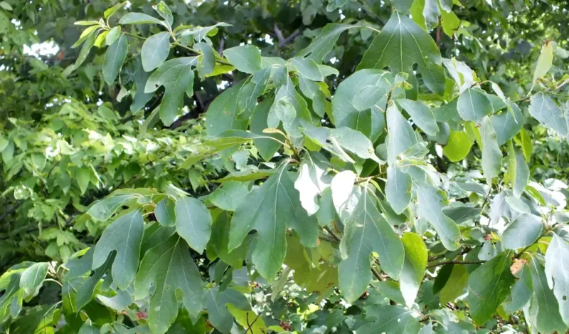 Sassafras (Sassafras albidum )