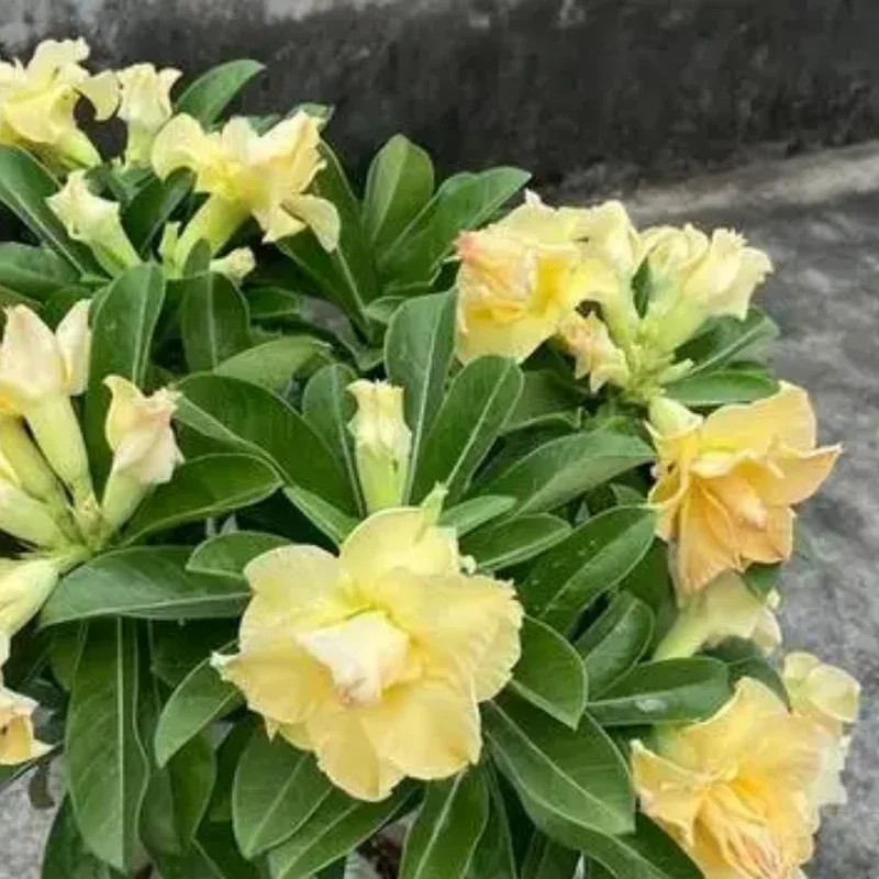 Desert Rose Plant Live - Double Yellow Adenium, 4-7 Inch Perennial Flower
