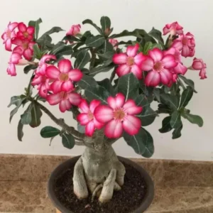 Pink Desert Rose Plant Live - Perennial Flower Plants 4-7 Inch Tall
