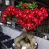 Desert Rose Plant Live - Red Adenium Succulent, 4-7 Inch, Indoor/Outdoor