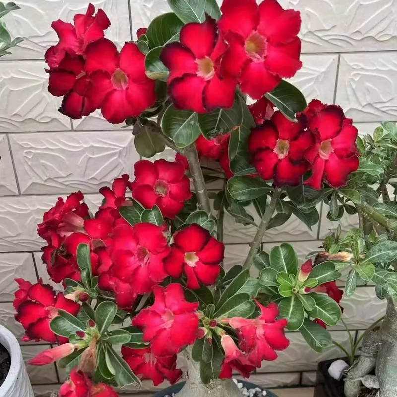 Desert Rose Plant Live - Red Adenium Succulent, 4-7 Inch, Indoor/Outdoor