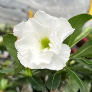 Desert Rose Plant Live - White Adenium Succulent, 4-7 Inch, Indoor/Outdoor