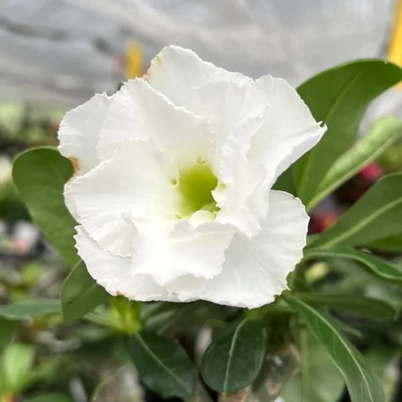 Desert Rose Plant Live - White Adenium Succulent, 4-7 Inch, Indoor/Outdoor