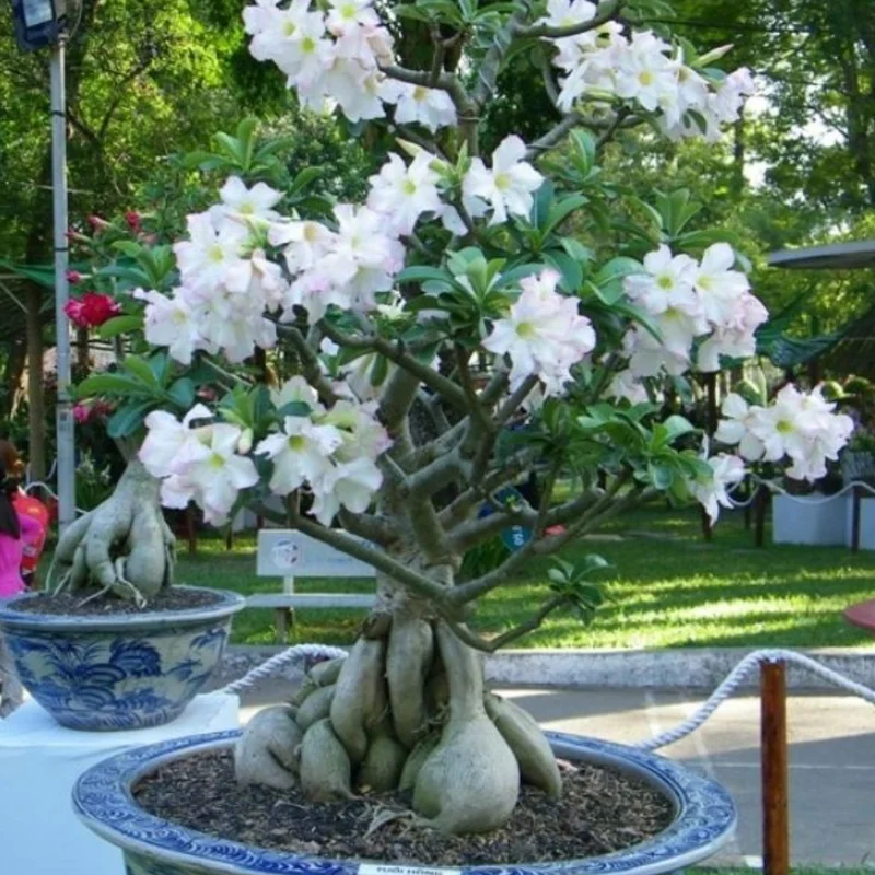 Desert Rose Plant Live - White Adenium Succulent, 4-7 Inch, Indoor/Outdoor
