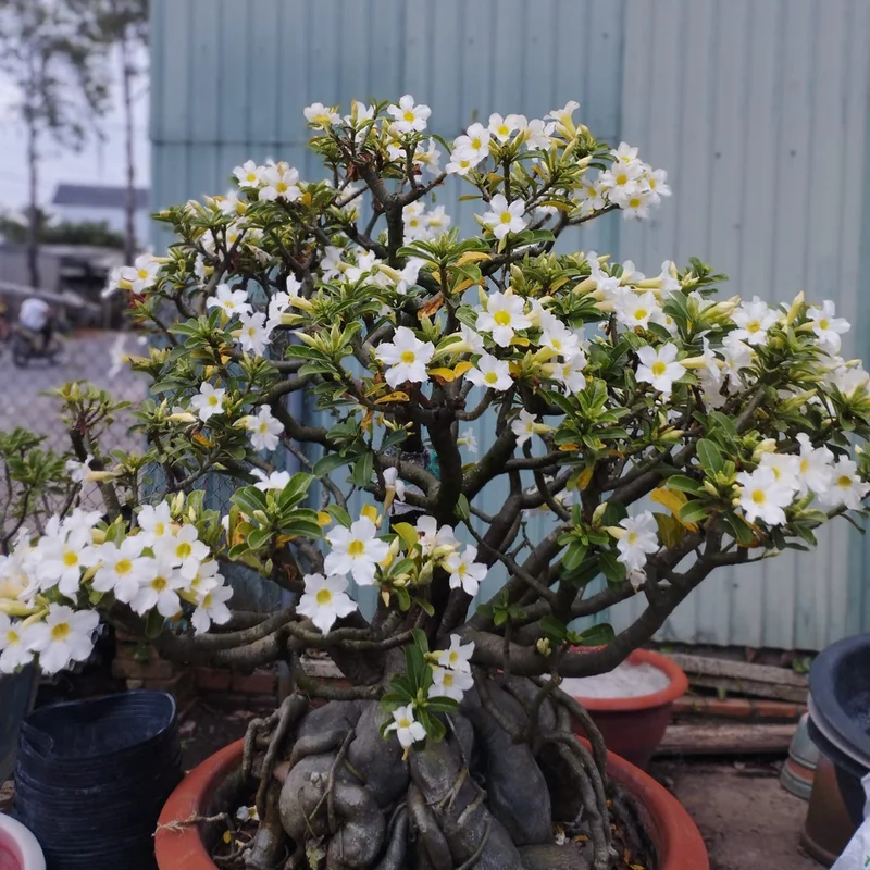 Desert Rose Plant Live - White Adenium Succulent, 4-7 Inch, Indoor/Outdoor