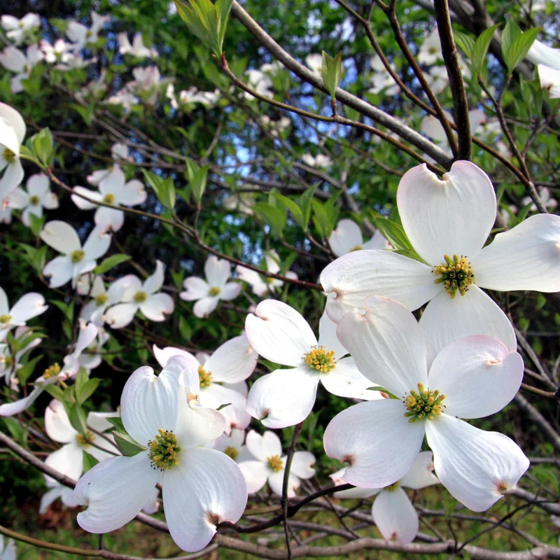 White Flowering Dogwood Tree Live Plant 6-12 Inches Tall Shrub