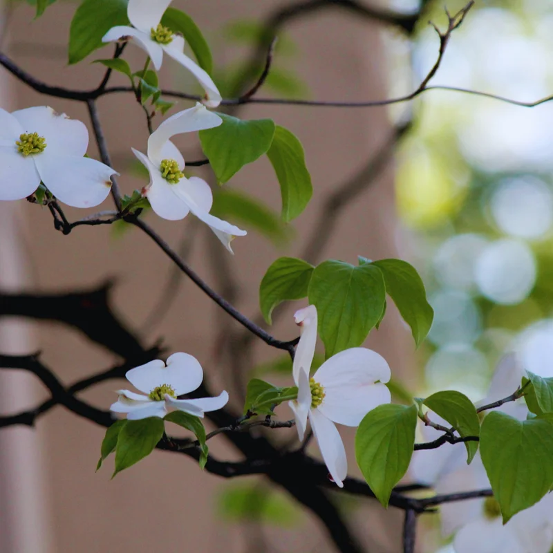 White Flowering Dogwood Tree Live Plant 6-12 Inches Tall Shrub