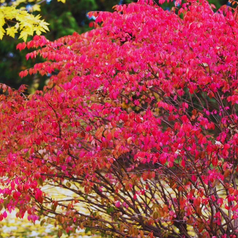Dwarf Burning Bush Live Plant 5-7 Inch Red Shrub Garden Decor
