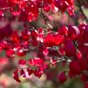 Dwarf Burning Bush Live Plant 5-7 Inch Red Shrub Garden Decor
