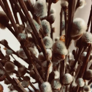 Pussy Willow Tree Live Plant - 2.5 Inch Pot - Garden Tree Sapling