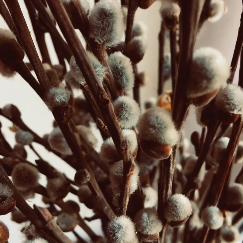 Pussy Willow Tree Live Plant - 2.5 Inch Pot - Garden Tree Sapling