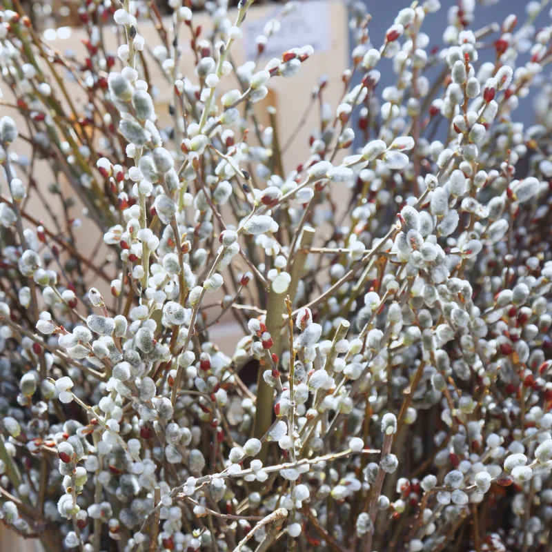Pussy Willow Tree Live Plant - 2.5 Inch Pot - Garden Tree Sapling